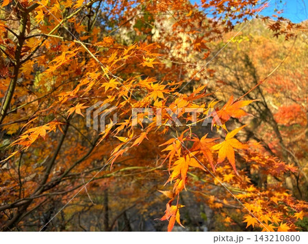 黄金色の紅葉 黄金色の紅葉 143210800