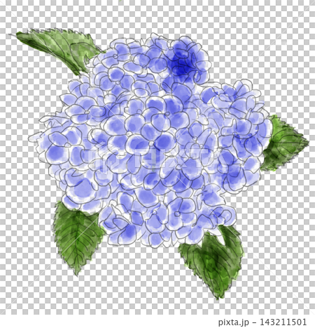 Hydrangea painted in watercolor Hydrangea painted in watercolor 143211501