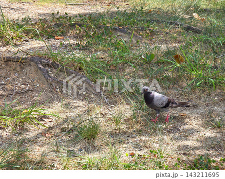 生き物　鳥　公園内を散歩するハト 143211695