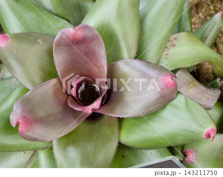 Neoregelia (ネオレゲリア ブラックナイト) 143211750
