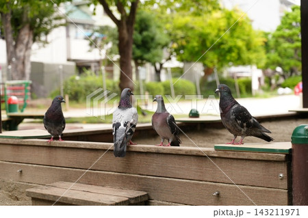 公園でくつろぐハト 公園でくつろぐハト 143211971