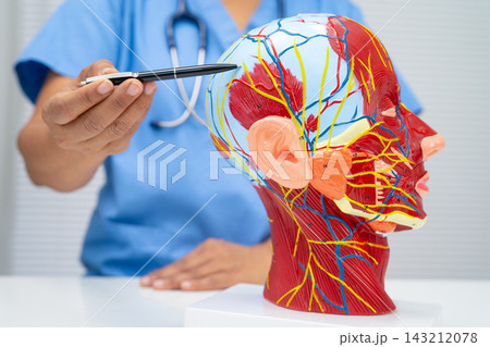 Asian doctor with half head and neck with vessels model. 143212078