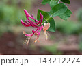 ハニーサックルの花言葉は、愛の絆、甘い香りをはなつ蔓性 143212274