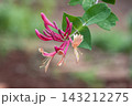ハニーサックルの花言葉は、愛の絆、甘い香りをはなつ蔓性 143212275