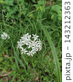 白いペンタスの花 143212363