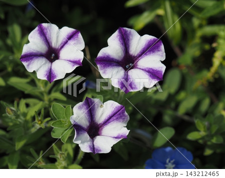 公園の花 143212465