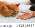 小学生の子供の手元と茶トラ猫 143212687