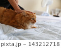 小学生の子供の手元と茶トラ猫 143212718