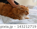 小学生の子供の手元と茶トラ猫 143212719