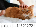 小学生の子供の手元と茶トラ猫 143212721