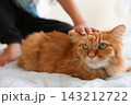 小学生の子供の手元と茶トラ猫 143212722
