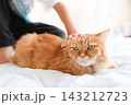小学生の子供の手元と茶トラ猫 143212723