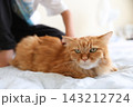 小学生の子供の手元と茶トラ猫 143212724