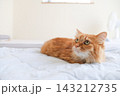 水色の布団の上でくつろぐ茶トラ猫 143212735