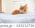 水色の布団の上でくつろぐ茶トラ猫 143212736