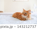 水色の布団の上でくつろぐ茶トラ猫 143212737