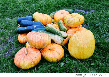 Harvesting of ripe pumpkins and assorted squash completed, with abundant produce arranged on green grass in varied natural colors. Harvesting of ripe pumpkins and assorted squash completed, with abundant produce arranged on green grass in varied natural colors. 143212796