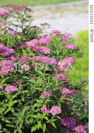 春の公園で非常に小さなピンク色の花が密集して咲くシモツケの花 春の公園で非常に小さなピンク色の花が密集して咲くシモツケの花 143213285