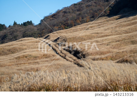箱根仙石原のすすき草原 箱根仙石原のすすき草原 143213316