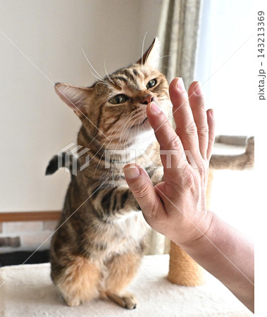 ハイタッチで挨拶する猫 ハイタッチで挨拶する猫 143213369
