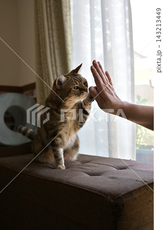 ハイタッチで挨拶する猫 ハイタッチで挨拶する猫 143213449