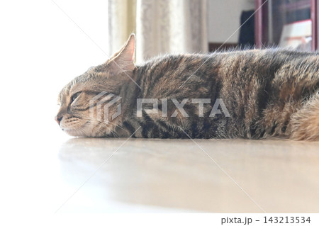 昼寝する猫のリラックスした表情 143213534