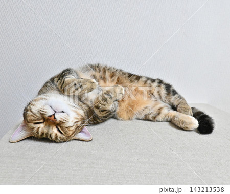 昼寝する猫のリラックスした表情 143213538