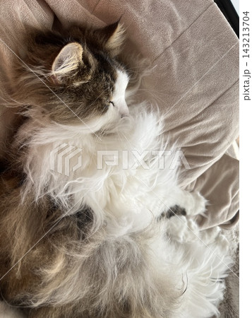 布団の上で眠る猫 143213704