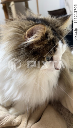 長毛猫の横顔 長毛猫の横顔 143213706