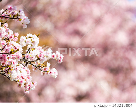 春の訪れを告げる満開の桜 春の訪れを告げる満開の桜 143213804