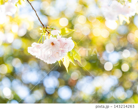 春の訪れを告げる満開の桜 ハイキー調 春の訪れを告げる満開の桜 ハイキー調 143214263