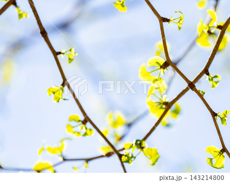 春の光を浴びて輝く芽吹いたばかりの小さなイチョウの若葉 春の光を浴びて輝く芽吹いたばかりの小さなイチョウの若葉 143214800