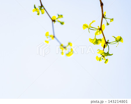 春の光を浴びて輝く芽吹いたばかりの小さなイチョウの若葉 春の光を浴びて輝く芽吹いたばかりの小さなイチョウの若葉 143214801