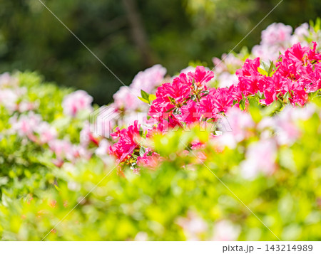 春の陽に映える満開のツツジの花 春の陽に映える満開のツツジの花 143214989