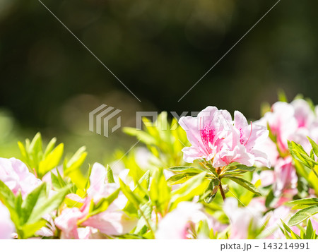 春の陽に映える満開のツツジの花 春の陽に映える満開のツツジの花 143214991