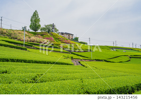 島田市の中條景昭像公園周辺の茶畑の風景(静岡県) 島田市の中條景昭像公園周辺の茶畑の風景(静岡県) 143215456