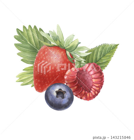Strawberry, raspberry, blueberry, leaves. Hand-painted watercolor illustration isolated on white for food packaging, dessert, branding, label, logo, recipe, cookbook, jam, beverages, cosmetic, design 143215846