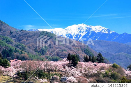 高遠城址公園の桜と南アルプス 高遠城址公園の桜と南アルプス 143215895