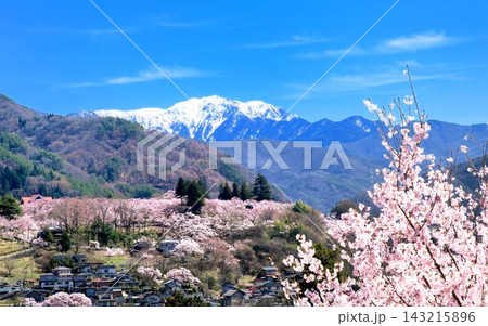 高遠城址公園の桜と南アルプス 高遠城址公園の桜と南アルプス 143215896