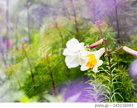 カラフルで楽しい春の花壇の景色　宿根草の庭 143216095