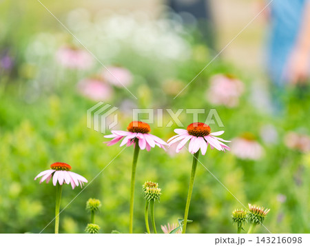 カラフルで楽しい春の花壇の景色　宿根草の庭 143216098