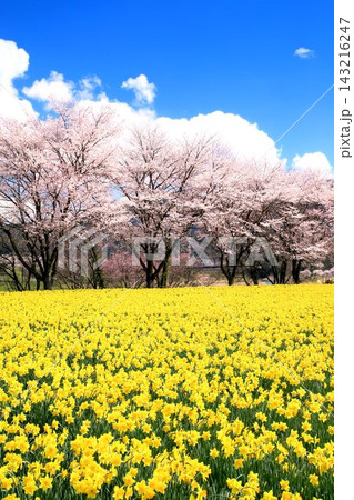 岩井親水公園の桜とスイセン 143216247