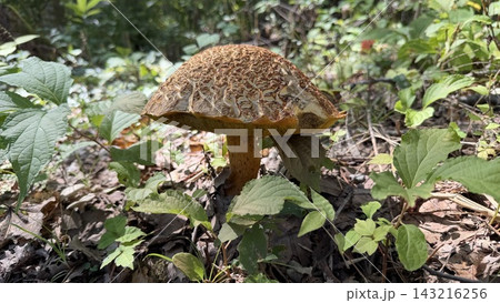 アカヤマドリ　きのこ　【長野県　黒姫高原】 143216256