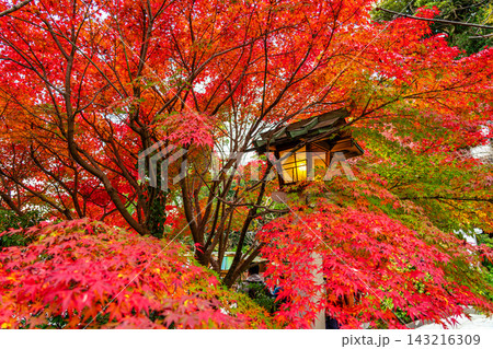 【神奈川県】鎌倉宮の鮮やかな紅葉と温かな灯籠 143216309