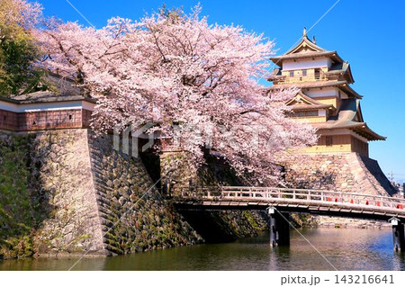 高島城の桜 高島城の桜 143216641