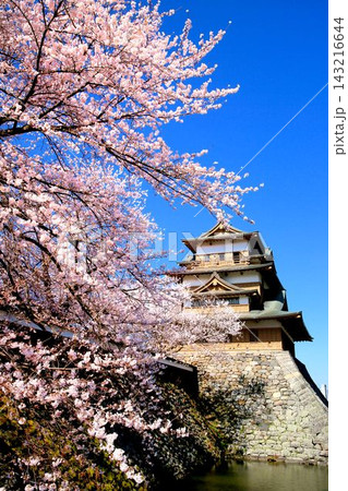 高島城の桜 高島城の桜 143216644