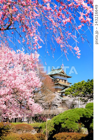 高島城の桜 高島城の桜 143216649