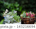 綺麗に飾られた多肉植物 143216694