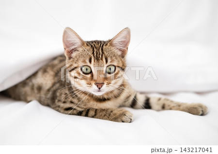 Cute Bengal kitten sitting on a white blanket and looking at camera 143217041