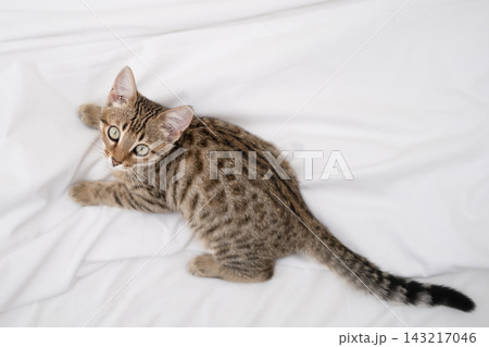 Cute Bengal kitten sitting on a white blanket and looking at camera Cute Bengal kitten sitting on a white blanket and looking at camera 143217046